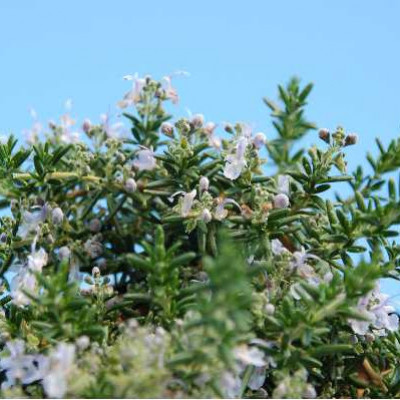 ROSMARINUS officinalis Prostatus