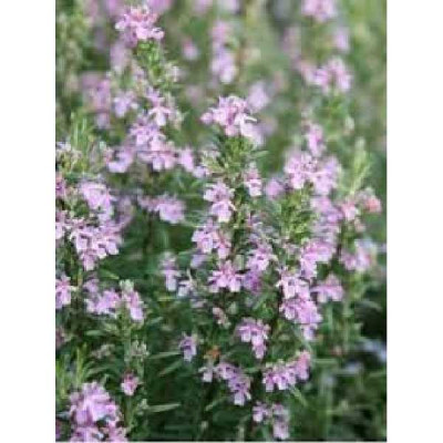 ROSMARINUS officinalis Majorca pink