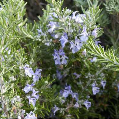 ROSMARINUS officinalis Pointe du raz