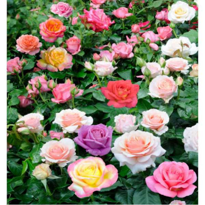 ROSA proteges Grosses fleurs