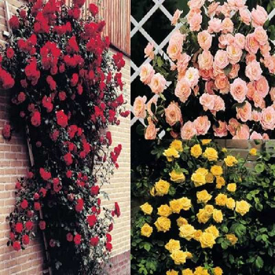 ROSA proteges Grimpant