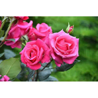 ROSA voluptia Crazy pink ®