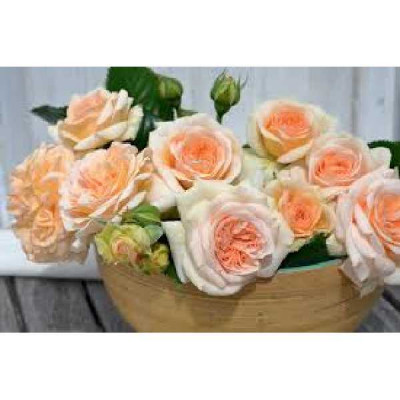 ROSA voluptia Amber ®