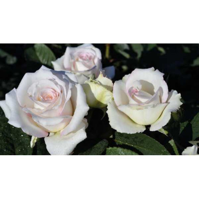 ROSA voluptia Lovely white ®