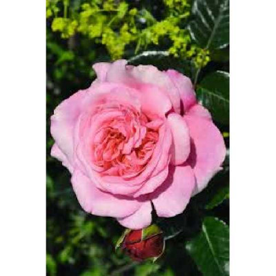 ROSA voluptia Pink ®