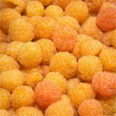 RUBUS idaeus Fallgold