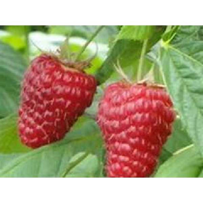 RUBUS idaeus Heritage