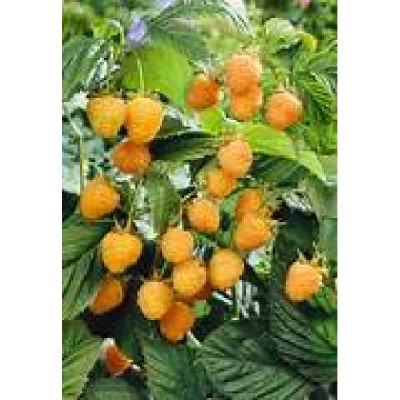 RUBUS idaeus Golden everest