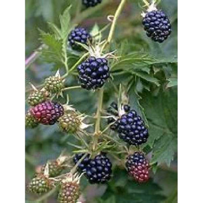 RUBUS  Thornfree