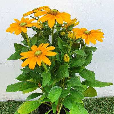 RUDBECKIA