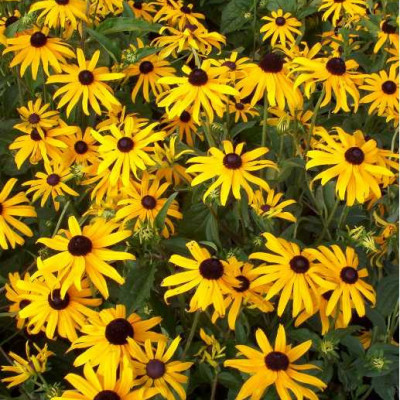 RUDBECKIA fulgida Goldsturm