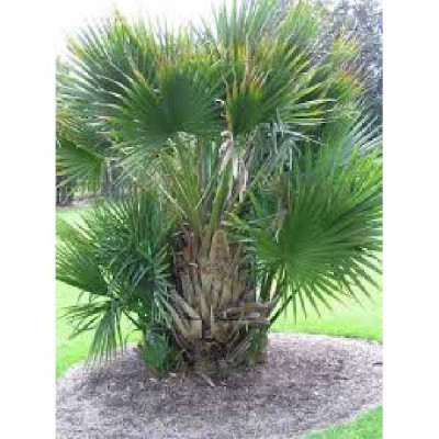 SABAL minor