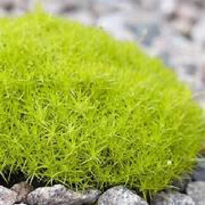 SAGINE subulata lime