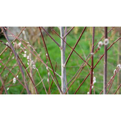 SALIX acutifolia Blue streak