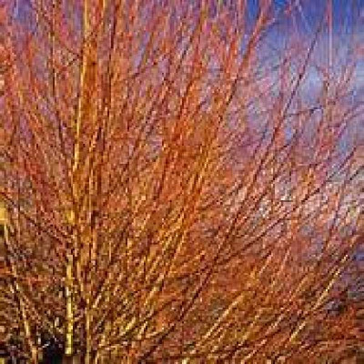 SALIX alba Vitellina chermesina