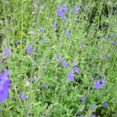 SALVIA chamaedryoides Bleue