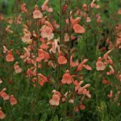 SALVIA greggii Saumon orange