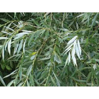 SALIX alba
