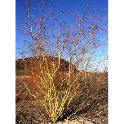 SALIX erythroflexuosa