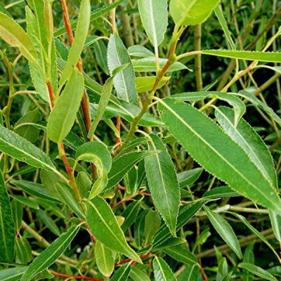 SALIX fragilis