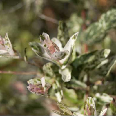 SALIX integra Hakuro nishiki