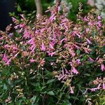 SALVIA  Kisses and wishes rose clair