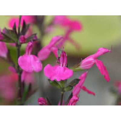 SALVIA microphylla Cera potosi