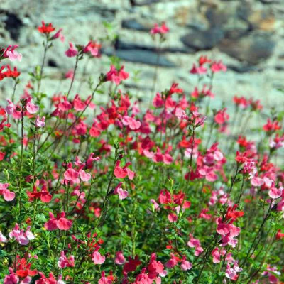 SALVIA microphylla Grahamii lemonei