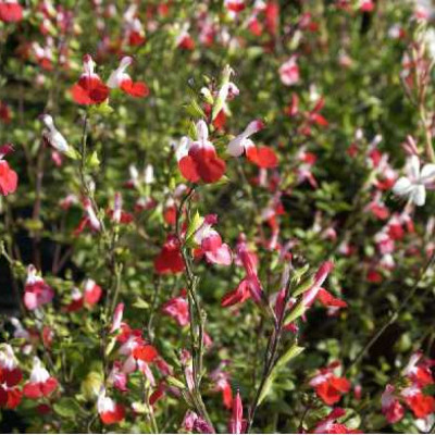 SALVIA microphylla Hot lips