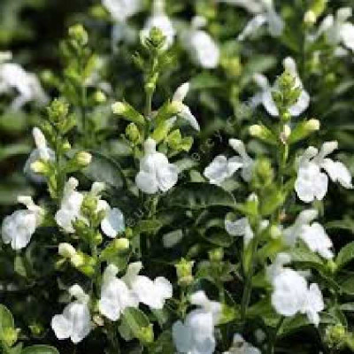 SALVIA microphylla Blanche