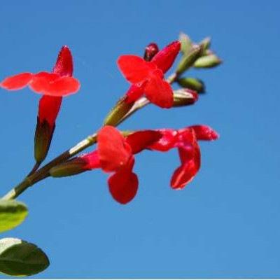 SALVIA microphylla Royal bumble
