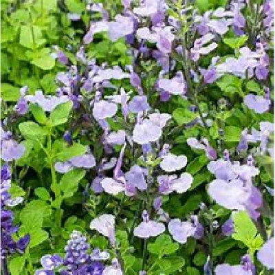 SALVIA microphylla So cool pale bleu