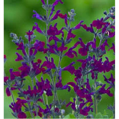 SALVIA microphylla Violette de loire