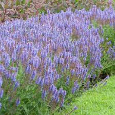 SALVIA nemorosa Blue hill deep blue