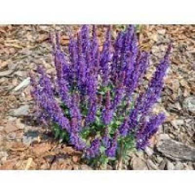 SALVIA nemorosa Apex blue