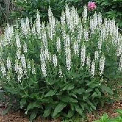 SALVIA nemorosa Snowhill white