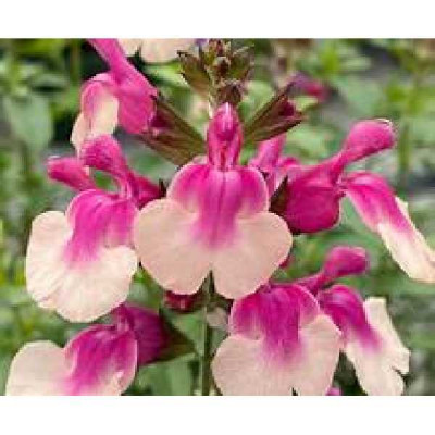 SALVIA greggii Mirage rose bicolore