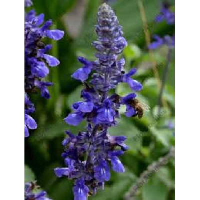 SALVIA longispicata