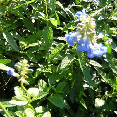 SALVIA uliginosa