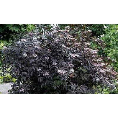 SAMBUCUS nigra Black beauty