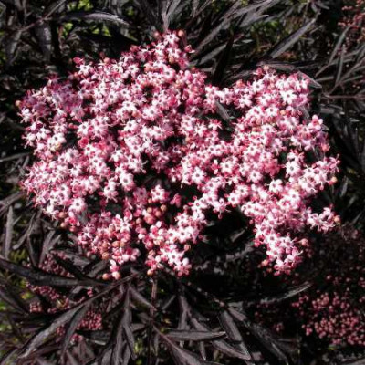 SAMBUCUS nigra Black lace eva