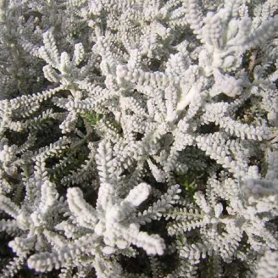 SANTOLINA chamaecyparissus Gris