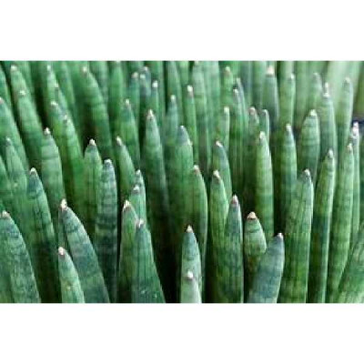 SANSEVERIA cylindrica