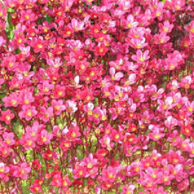 SAXIFRAGA arendsii (rouge)
