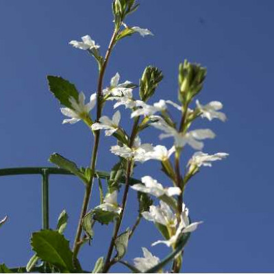 SCAEVOLA  Blanc