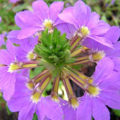 SCAEVOLA