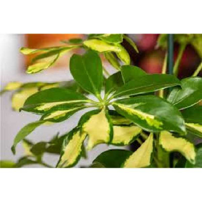 SCHEFFLERA  Gerda