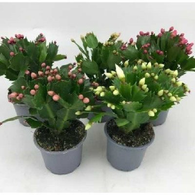 SCHLUMBERGERA EPIPHYLLUM  Mixt