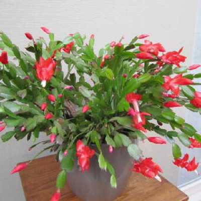 SCHLUMBERGERA EPIPHYLLUM  Rouge
