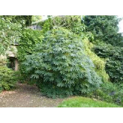 SCHEFFLERA taiwaniana
